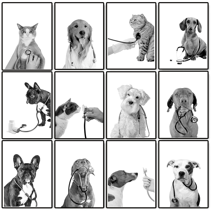 Animal Doctor Vet Med Poster D - Stethoscope 评论和价格